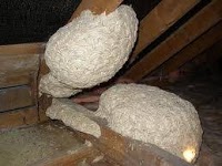 KMPS Wasp Nest Removal 375504 Image 2